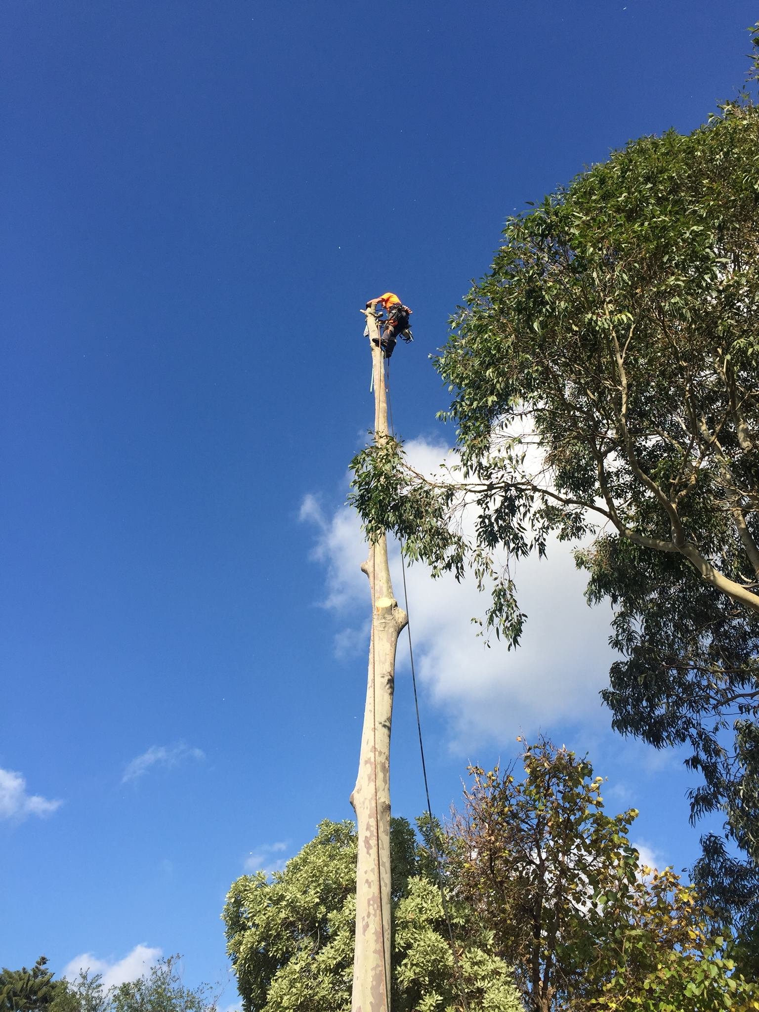 Tree care in Melbourne