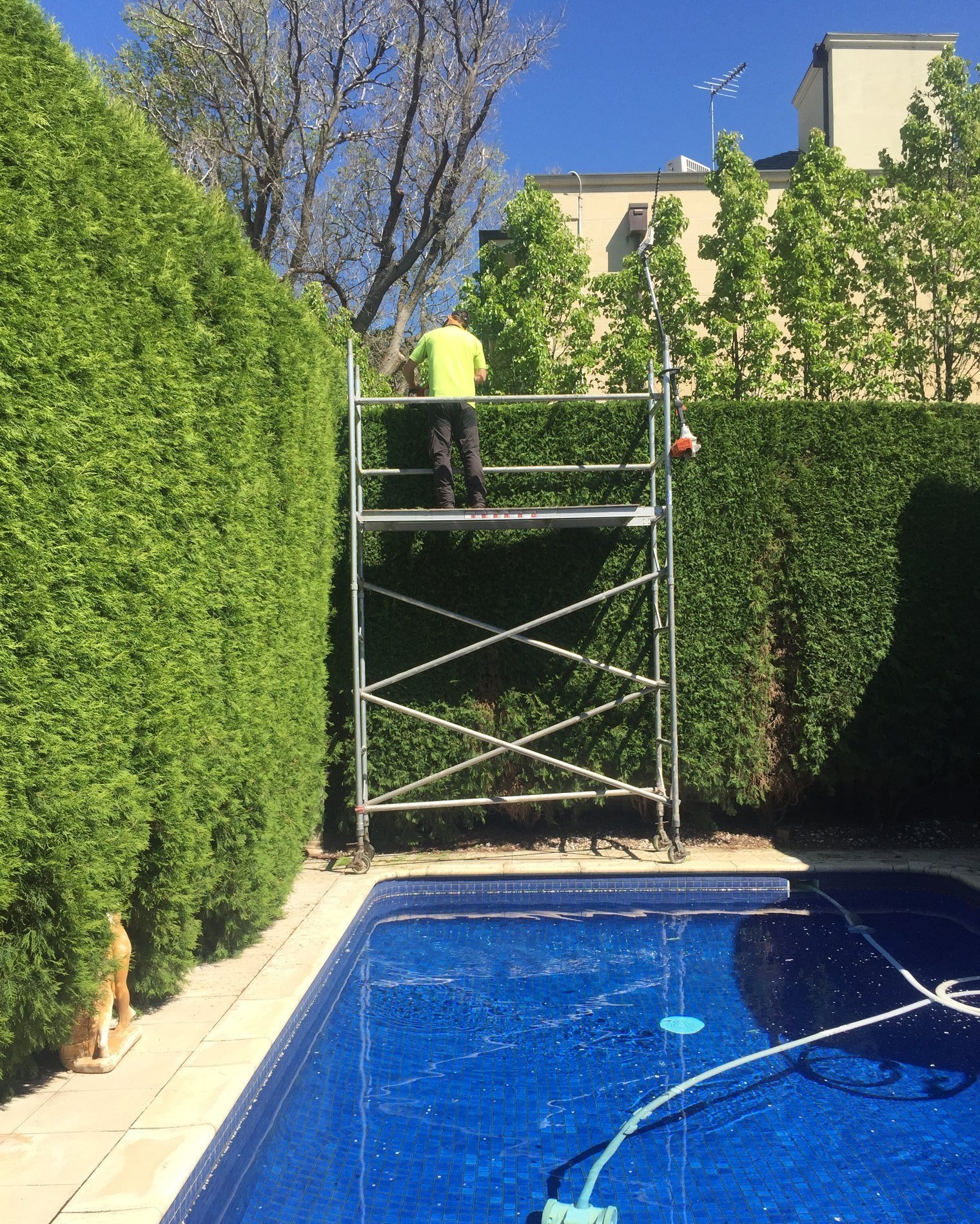 Tree Maintenance & Care