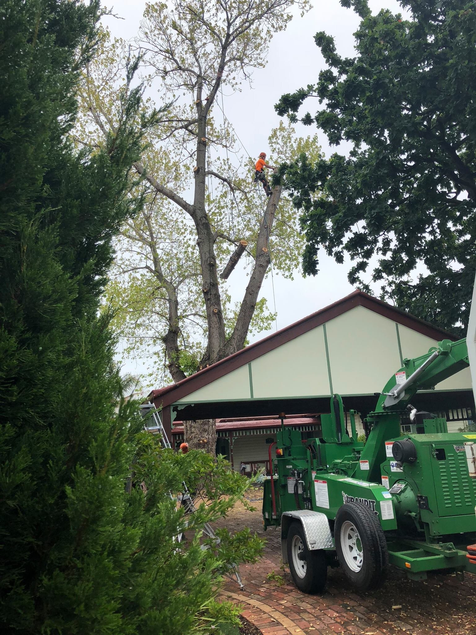 Arborist services