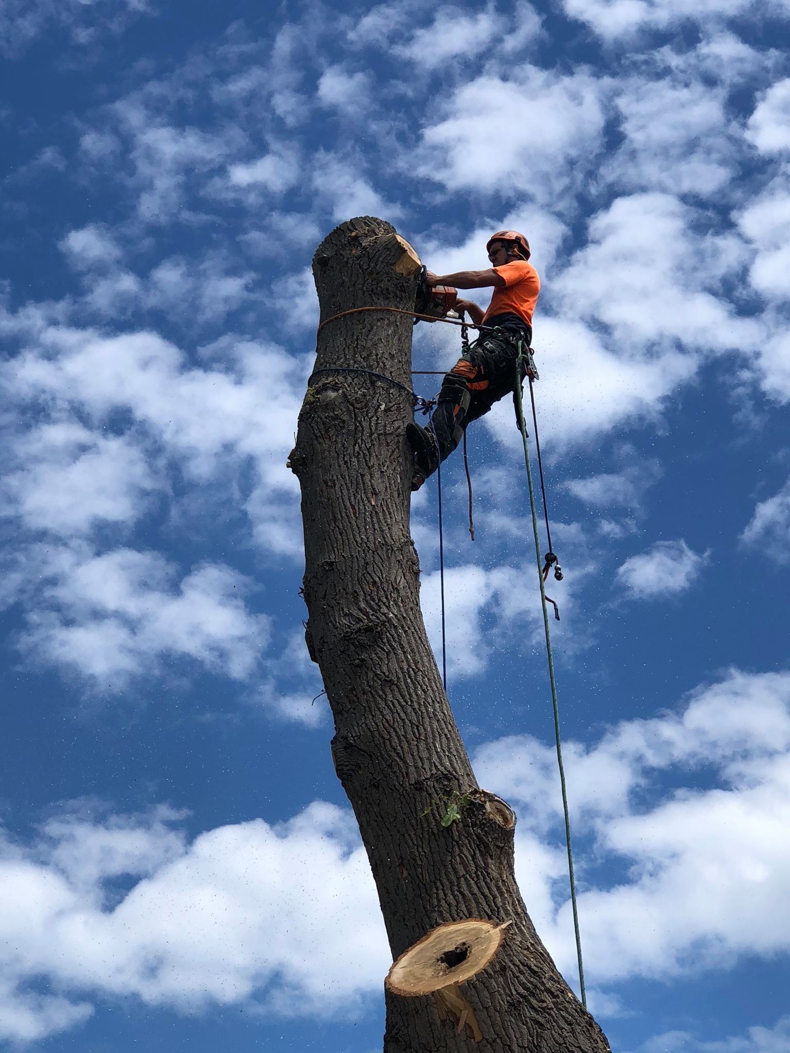 Tree services Melbourne